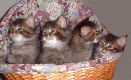 Foxgarden's E-Wurf, sibirische Katze, Siberian