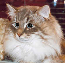 Iz Ermitage Glabana, Neva Masquarade, sibirische Katze, Siberian Colorpoint