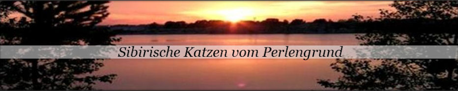 Sibirische Katzen und Neva Masquarade Katzen in verschiedenen Farben