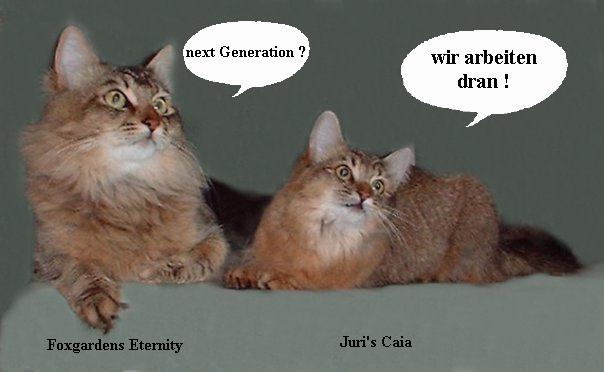 Juri's Caia, sibirische Katze, Siberian